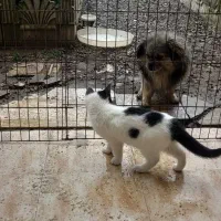 گمشده   سگ پیکینیز|سگ|نشتارود, |دیوار