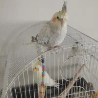 یک جفت عروس هلندی