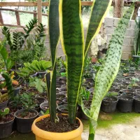 خدمات باغبانی گل وگیاه وباغچه وباغ