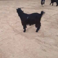 ۵ راس بیگ نر پرواری چاق چاق و یع تیشتر نر بهده|حیوانات مزرعه|اندیکا, |دیوار