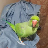 طوطی ملنگو|پرنده|اهواز, کمپلو جنوبی|دیوار