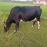 گاو