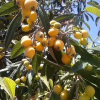 نسلی از درختان با ارزش