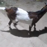 بز چاق وشیری|حیوانات مزرعه|بمپور, |دیوار