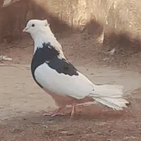 کفتر ابلغ تیک پاره