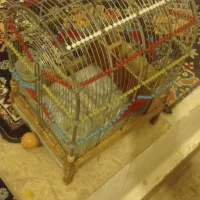 قفس شیک  تزیینی|لوازم جانبی حیوانات|بروجرد, |دیوار