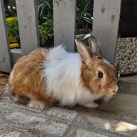 یک جفت خرگوش نر و ماده نژاد دار