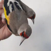 سهره تازه گیر|پرنده|بندر انزلی, بی بی حوریه|دیوار