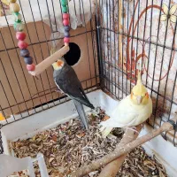 عروس هلندی|پرنده|زابل, |دیوار