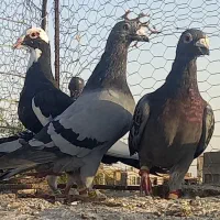 قناری مست وکفتر آلمانی|پرنده|تربت‌حیدریه, بازار|دیوار