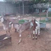 یک عدد بز درجه یک