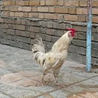 خروس گلین|حیوانات مزرعه|گیان, |دیوار