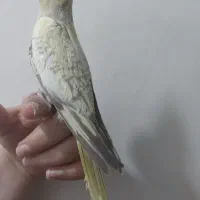 عروس هلندی مرواریدی