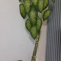 گل وگیاه|گل و گیاه طبیعی|قیدار, |دیوار