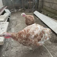 یک جفت بوقلمون ماده