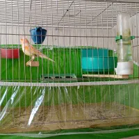 موزاییکی فوق نر