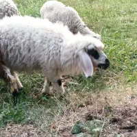 تعدادی بره نر جوان سرحال تپل