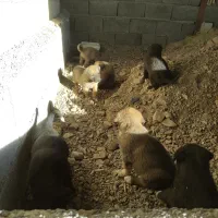 توله های بومی حسابی سالم ....|سگ|جعفرآباد, |دیوار