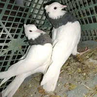 طوقی تمیز به قیمت خوب|پرنده|دهدشت, |دیوار