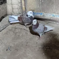 کبوتر