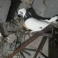 کبوتر طوقی  فروش فوری|پرنده|یاسوج, |دیوار