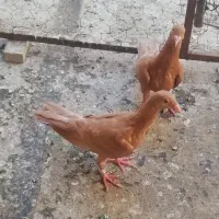 کبوترزرد