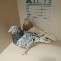 یه جفت کفتر سرور هوای به شرط|پرنده|محمدشهر, محمدشهر|دیوار