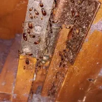 سمپاشی منزل سوسک و ساس و غیره با تجربه بالا