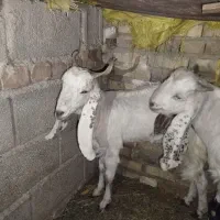 یک عدد تروشت و بز گلابی مخصوص مالداری