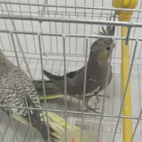 عروس هلندی دستی|پرنده|شهرضا, |دیوار