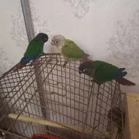 طوطی گرینجیک