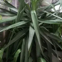 فروش انواع گل و گیاه ویلایی و اپارتمانی|گل و گیاه طبیعی|فردوسیه, |دیوار