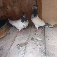 کبوتر حسابی،کلدار،سرور،کله ای