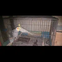 ۱۰ جفت طوطی عروس با لونه قفس و لوازم