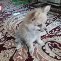 یک عددسگ پامرخرسی|سگ|نرماشیر, |دیوار