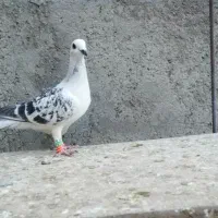 کفتر بوم|پرنده|کاشمر, |دیوار