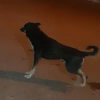 یک عددسگ|سگ|بروجرد, |دیوار