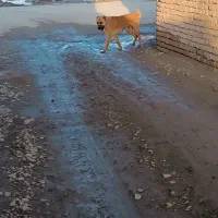 سگ گله|سگ|میان جلگه, |دیوار