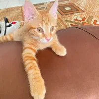 واگذاری گربه 4ماهه نژاد DSH