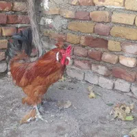 خروس