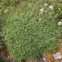 کاکوتی تازه(کهلیوتی)
