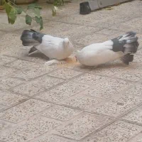 کفتر زینتی|پرنده|فردیس, شهرک هفده شهریور|دیوار