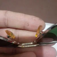 عینک دودی امریکایی|زیورآلات و اکسسوری|اراک, |دیوار