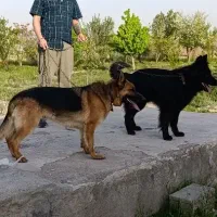 واگذاری دو عدد ژرمن ۳عدد توله رنگ بلک|سگ|مشهد, رضاشهر|دیوار