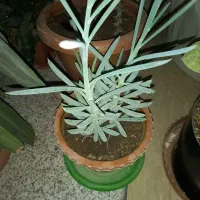 گل زیبا و سالم