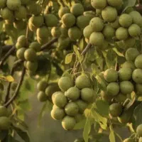 نمایندگی فروش کودهای ارگانیک سبوسیب