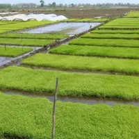 ۵۰ هکتار زمین آبی محدوده علی آباد