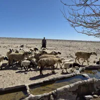 فروش ۲۰راس میش داستی