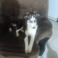 هاسکی|سگ|گرگان, |دیوار