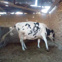 فروش گاو شیری